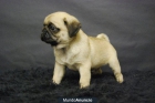 Disponible camada de Carlino Pug, primera calidad, muy compactos - mejor precio | unprecio.es