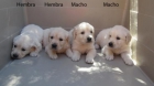 Goldens camada de cachorros dorados - mejor precio | unprecio.es