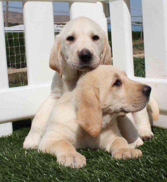 Labrador tu mejor amigo