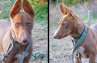 Regalo cachorro Podenco de 1 mes. - mejor precio | unprecio.es