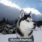 regalo husky seberiano - mejor precio | unprecio.es