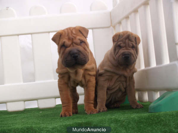 Shar-pei, excelentes cachorros ¡garantia 5 años!