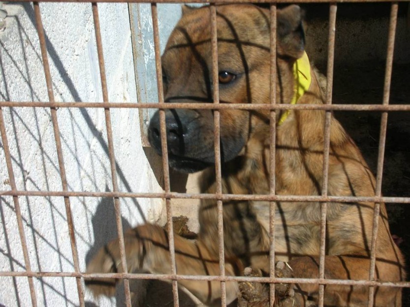 Cachorros alano español