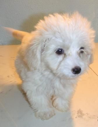 BICHON  MALTES  STANDAR   420  c/u