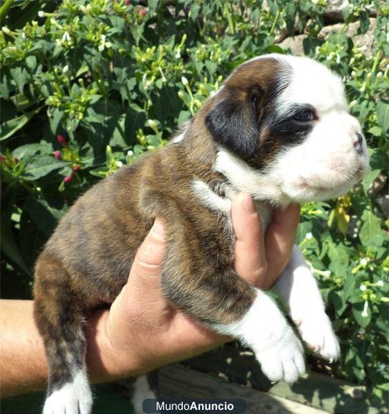 Boxer preciosos cachorros