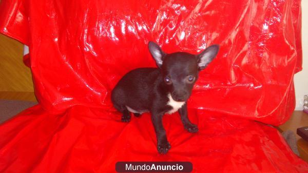 CACHORRO CHIHUAHUA  macho 400€