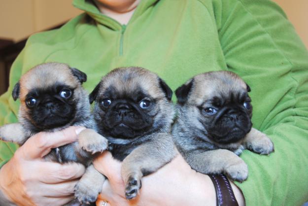 Cachorros  de  Carlino