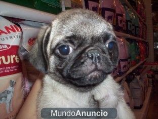 CARLINO O PUG, perros, cachorros, criadero, venta.