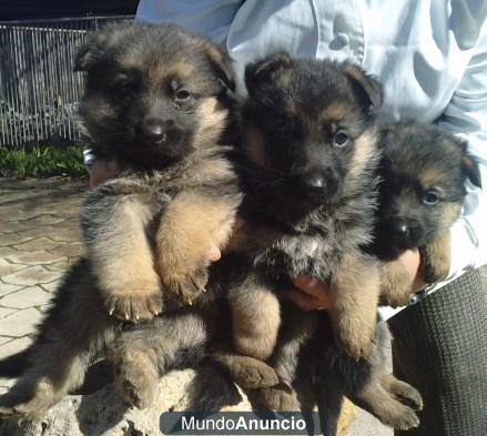 Fabulosos cachorros de pastor aleman