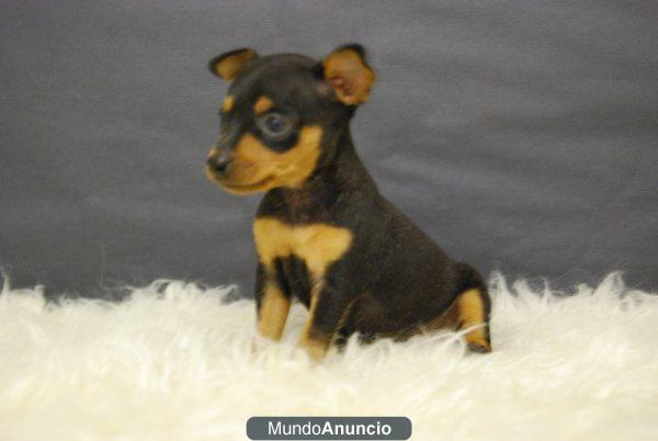 PINSCHER DE CALIDAD