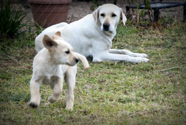 Regalo cachorros de labrador