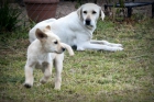 Regalo cachorros de labrador - mejor precio | unprecio.es