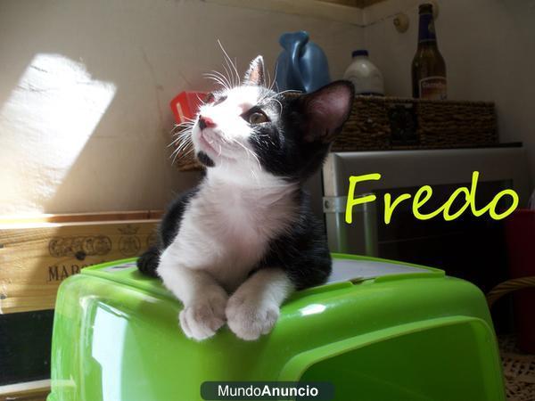 Un guapeton adorable, gatito Fredo