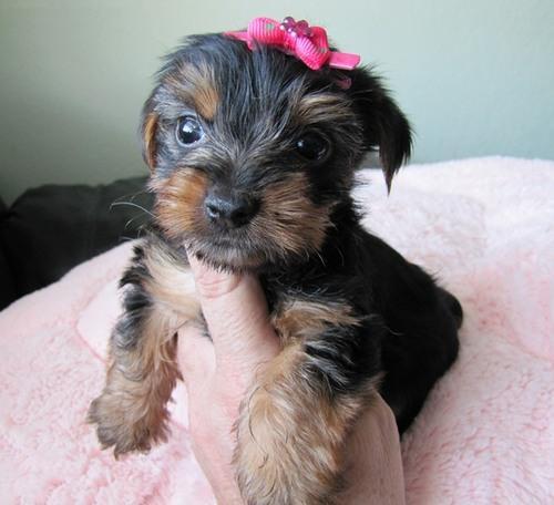 Vendo 2 cachorros de yorkshire terrier un macho y una hembra .