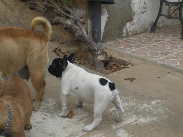 cachorrito bulldog frances de particular, muy barato