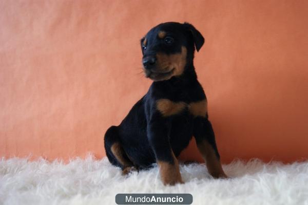 Doberman excelente calidad nacional