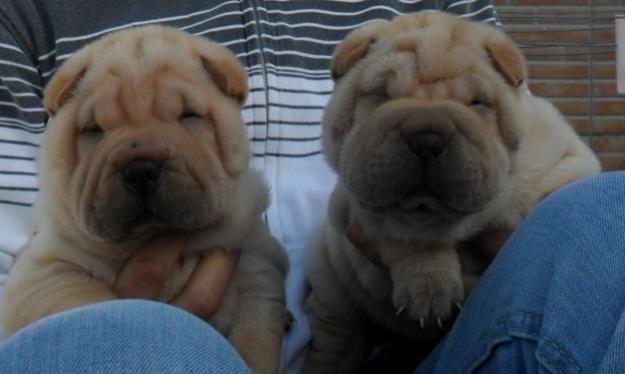 EXCELENTE CAMADA SHAR PEI!!!!