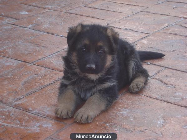 EXCELENTES CACHORROS PASTOR ALEMAN NEGRO FUEGO LEGITIMOS