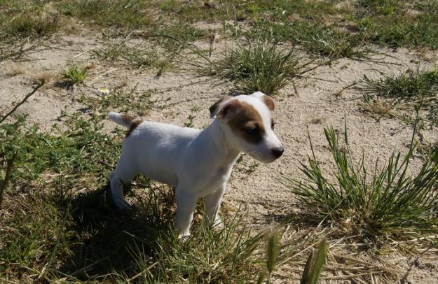 Jack Russell machos y hembras con pedigree 450 Eur.