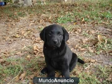 Labrador cachorros negros de exc calidad,