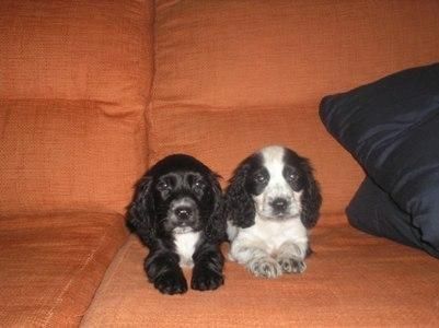 Lindos cachorros Cocker spaniel