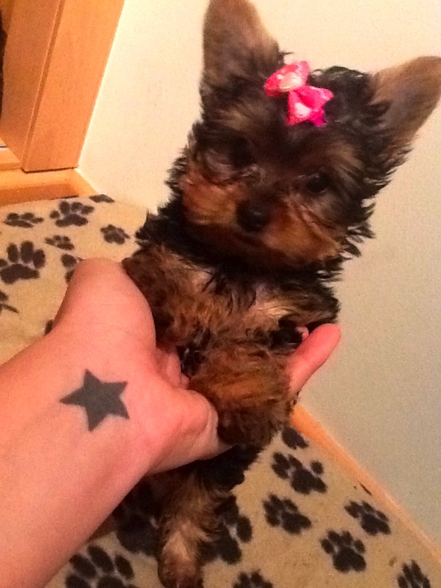 mini yorkshire terrier con pedigree