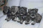 Oferta, schnauzer miniatura muy adorable con 8 semanas - mejor precio | unprecio.es