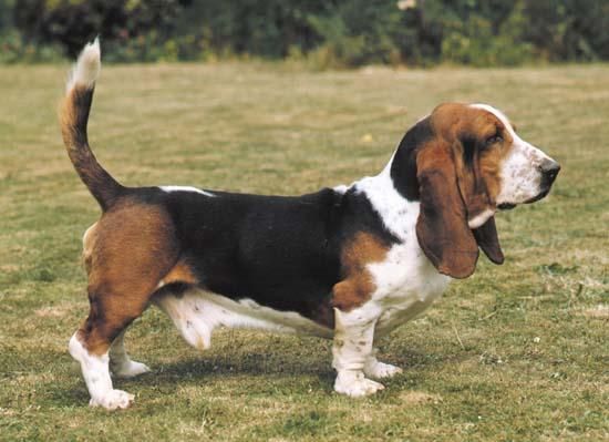 Basset hound para montas.