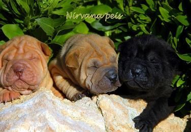 cachorros de shar pei en venta preciosos