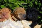 cachorros de shar pei en venta preciosos - mejor precio | unprecio.es