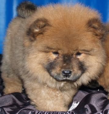 Chow-Chow ¡Total seriedad,garantias!