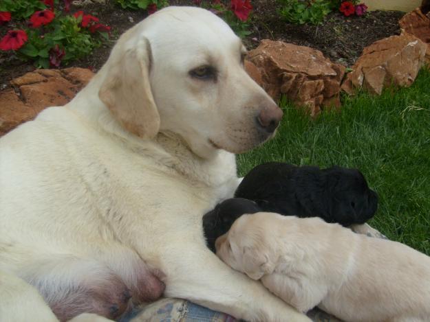 Preciosos cachorros de Labrador