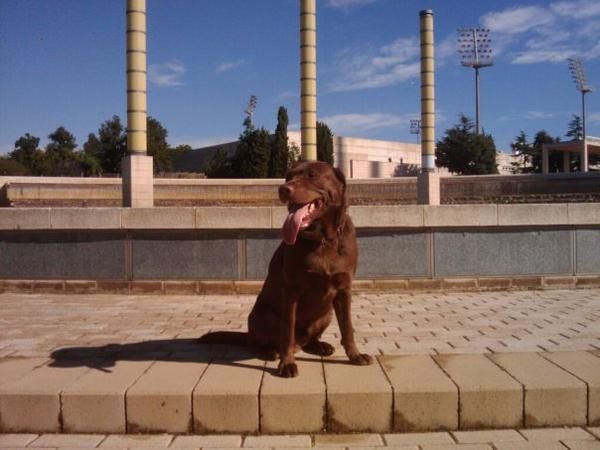 SE OFRECE LABRADOR CHOCOLATE PARA MONTA