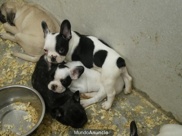 varias razas de perros