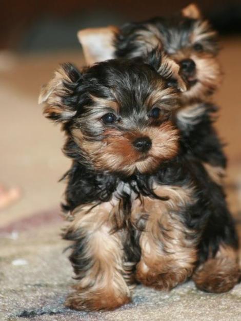 Yorkshire terrier, 13 semanas de edad