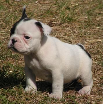 Cachorritos de Bulldog Frances en Madrid