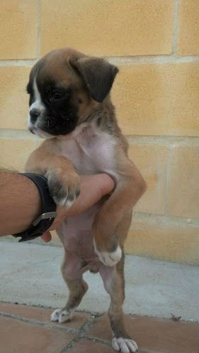 Cachorro boxer macho pedigree