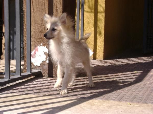 Cachorro de Pomerania