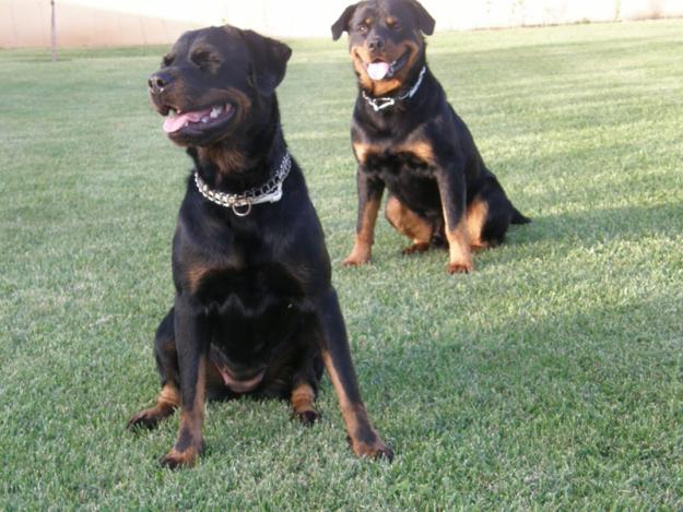 CAMADA DE ROTTWEILER DE PURA RAZA