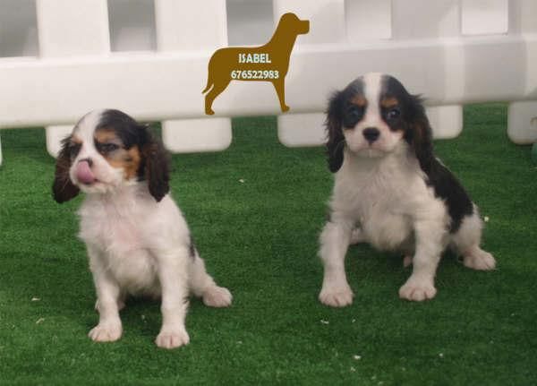 En venta preciosos cachorros de Cavalier