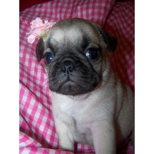 Loving Travesura poco Pug Puppies