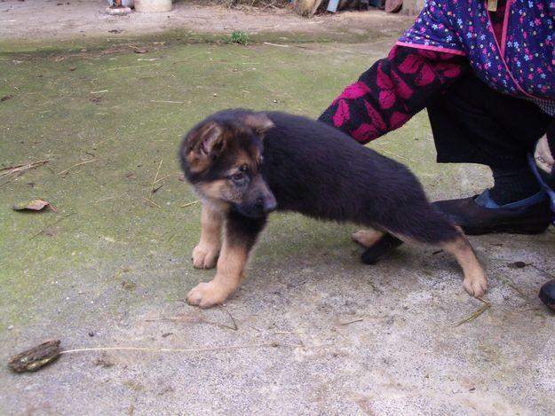 preciosos cachorros de pastor aleman