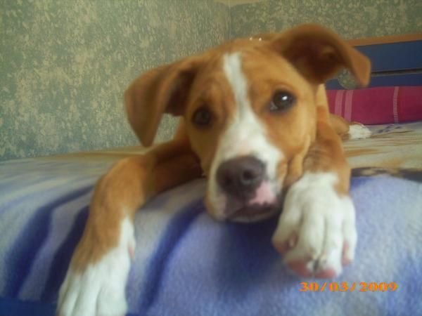 REGALO PERRITA CRUCE DE BOXER