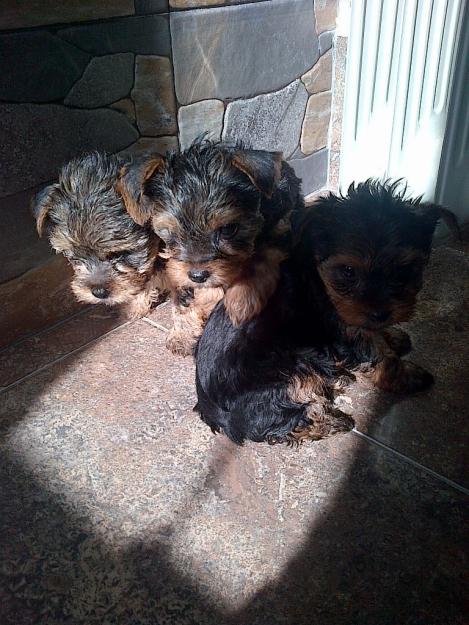 se venden dos machitos de yorkshire terrier