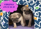 Tu Carlino, preciosos cachorros - mejor precio | unprecio.es