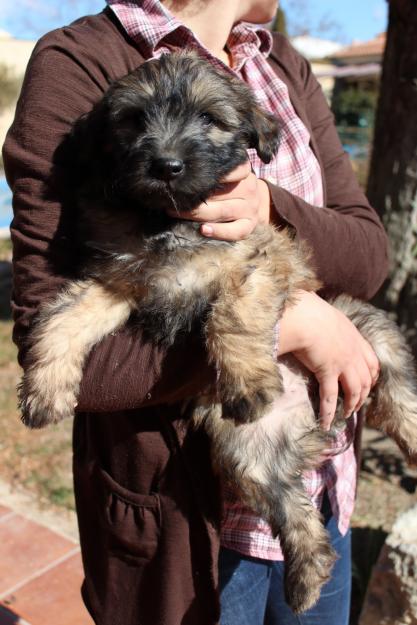 VENDO CACHORROS DE GOS DATURA