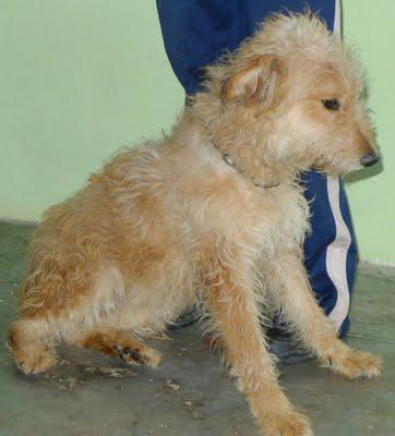 Pastorcita muy cariñosa en adopcion tamaño medio