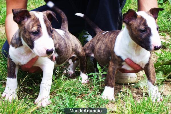 CACHORROS BULL TERRIER BARCELONA 450€