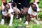 CACHORROS BULL TERRIER BARCELONA 450€ - mejor precio | unprecio.es