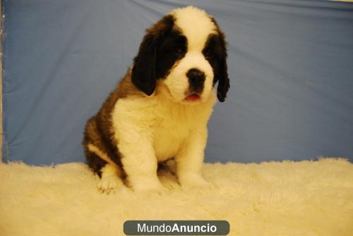 cachorros de SAN BERNARDO , DOS MESES